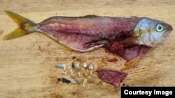 Mali delovi plastike pronađeni unutar ribe. (Foto: Five Gyres Institute)