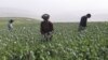 BMT: Afg'onistonda ko'knori dalalari yana kengaymoqda