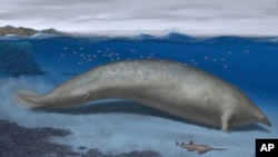 In this 2023 artist illustration by Alberto Gennari, Perucetus colossus is reconstructed in its coastal habitat. (Alberto Gennari/Nature via AP)