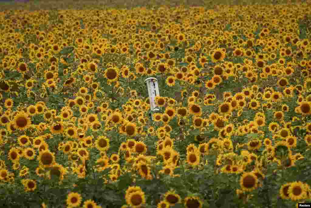 23 de septiembre de 2022: Los famosos campos de girasoles ucranianos albergan restos de un proyectil lanzado durante los ataques, en Járkov. 