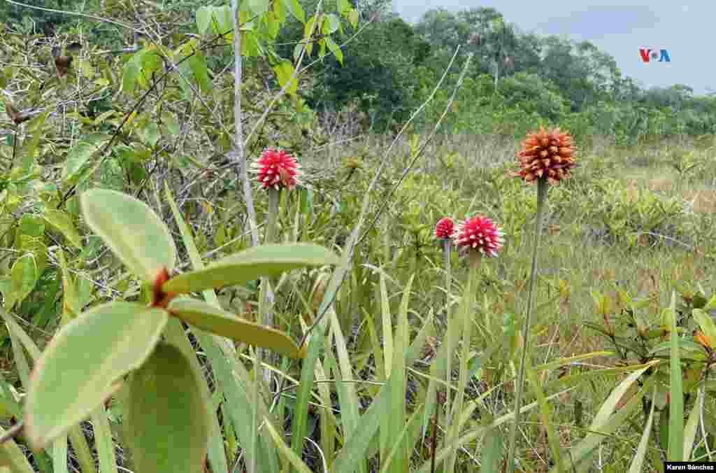 Es una de las especies más vistosas de la sabana y la visitan muchas aves e insectos.