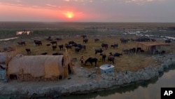 FILE - Matahari terbenam di atas kandang kerbau di rawa Chabaish di Nasiriyah, sekitar 320 kilometer tenggara Bagdad, Irak, 11 September 2017. (AP/Nabil al-Jurani)