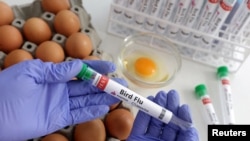 URUGUAY-BIRD FLU/