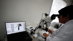 Gobiernos en Latinoamérica enfrentan el reto de frenar la propagación del dengue
