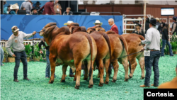 En la Feria Internacional Brahman Show en Houston participaron un total de 1.500 ganados raza Brahman.