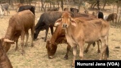 Mombe dzakawanda dzakafa nezvirwere muZimbabwe.