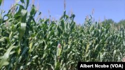 Matebeleland South Irrigation