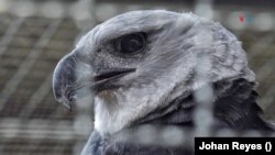 En fotos | Conservando el águila arpía, biólogos y militares se unen para reproducirla en cautiverio