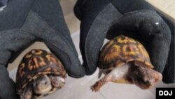 由美國魚類及野生動物管理局(USFWS)拍攝並附在“美國訴田世強”(U.S. v. Sai Keung Tin)的訴狀中的照片顯示從一個海洋集裝箱中查獲的兩隻東部箱龜。