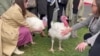 Turkeys Named ‘Liberty’ and ‘Bell’ Understand Idea of Freedom
