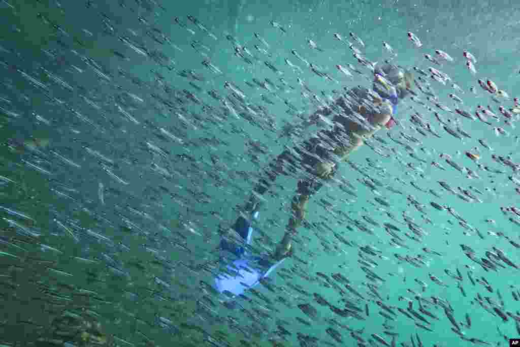 Un buceador observa un banco de peces cerca de un naufragio frente a la isla Cubagua, Venezuela, el 14 de enero de 2024. (Foto AP/Matías Delacroix). 