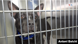 Los refugios de animales, como el del condado Miami-Dade, enfrentan una sobrecarga significativa, registrando más de 800 mascotas cuando su capacidad es para 350 perros, lo que destaca la magnitud del problema.