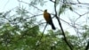 El cambio climático amenaza el 78 % de las especies de aves en Colombia