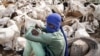 La fête de l'Aïd – appelée Tabaski en Afrique de l'Ouest –, durant laquelle les Sénégalais sacrifient un mouton, est prévue le 29 juin.