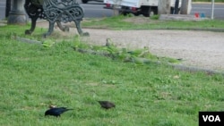Las cotorras argentinas suelen estar en mayoría, respecto a otras aves del mismo entorno.