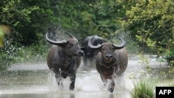FILE - Wild buffalos run through flood waters in the Pobitora Wildlife Sanctuary, some 55 kms from Guwahati, the capital city of the northeastern state of Assam on June 28, 2012.