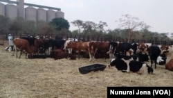 Bazi reVeterinary Services rinoti chirwere che anthrax chiri kupararira mumombe nemuvanhu.