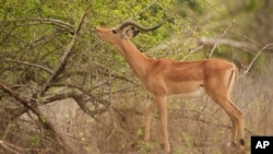 FILE - An antelope feeds on leaves from a tree in Gonarezhou National Park in Zimbabwe, Oct. 30, 2023. 