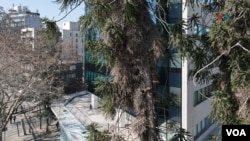 En el barrio de Providencia, en Santiago de Chile, Chile, investigadores en universidades y centros científicos se han unido desde mayo pasado a las autoridades de la municipalidad para generar estrategias para hacer frente a esta especie.