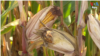 Thumbnail-TVPKG-US Farming Ukraine War