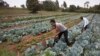 Kenyan Court Dismisses GMO Lawsuit, Raises East Africa Trade Concerns