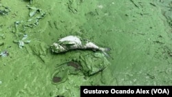 Un pez bagre, de unos 2 kilos de peso, yace muerto en una de las orillas norte del Lago de Maracaibo, en Venezuela, recubierto de una bacteria llamada "verdín".