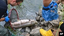 Berton-ton ikan mati secara misterius di Sungai Oder, Eropa Tengah. Menteri Lingkungan Hidup Polandia mengatakan hasil tes mendeteksi tingkat salinitas tinggi di air sungai, tapi tidak ada merkuri, Sabtu, 13 Agustus 2022. (Foto: Patrick Pleul/dpa via AP)
