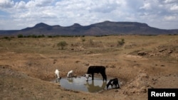 Livestock drink from a drying river outside Utrecht, a small town in the northwest of KwaZulu-Natal, South Africa, Nov. 8, 2015. Kenya and Uganda are bracing for floods, while South Africa and Malawi are already grappling with drought as a result of this year’s strengthening El Niño weather phenomenon. 