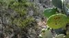 Iconic Desert Plant Could Hold Secret to Clean Water