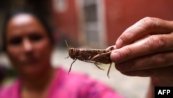 Las plagas de langostas han impactado otras regiones del mundo. Nepal, por ejemplo, ofrece a los agricultores recompensas en efectivo por la captura de dichas langostas que amenazan los cultivos.