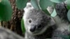 Australia to Set Aside 30 Percent of Land Mass for Conservation