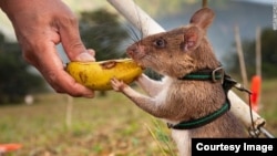 hero rat