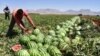 هندوانه ایران در مسیر ترکیه؛ یک کارشناس: توسعه نامتوازن کشاورزی موجب هدررفت منابع آبی و خاکی است