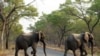 Kuyaqhubeka ukufuthelana Phakathi Kwabantu Lenyamazana Zendle Kuloyedwa Obuleweyo eKariba