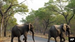 Zimbabwe Elephants