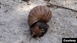 Una foto sin fecha de un caracol africano visto en el lago de Maracaibo, Venezuela. Foto cortesía de la periodista Madeyn Palmar.