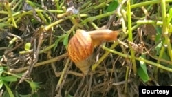 Un caracol africano visto en el Lago de Maracaibo, Venezuela. Foto corteseía de la periodista Madeyn Palmar.