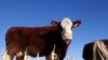 Rosita no es una vaca cualquiera