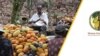 Ghana: Manoman Koko Na Barazanar Kai Kayansu Kasuwar Ivory Coast Idan Gwamnati Ba Ta Kara Farashinsa Ba