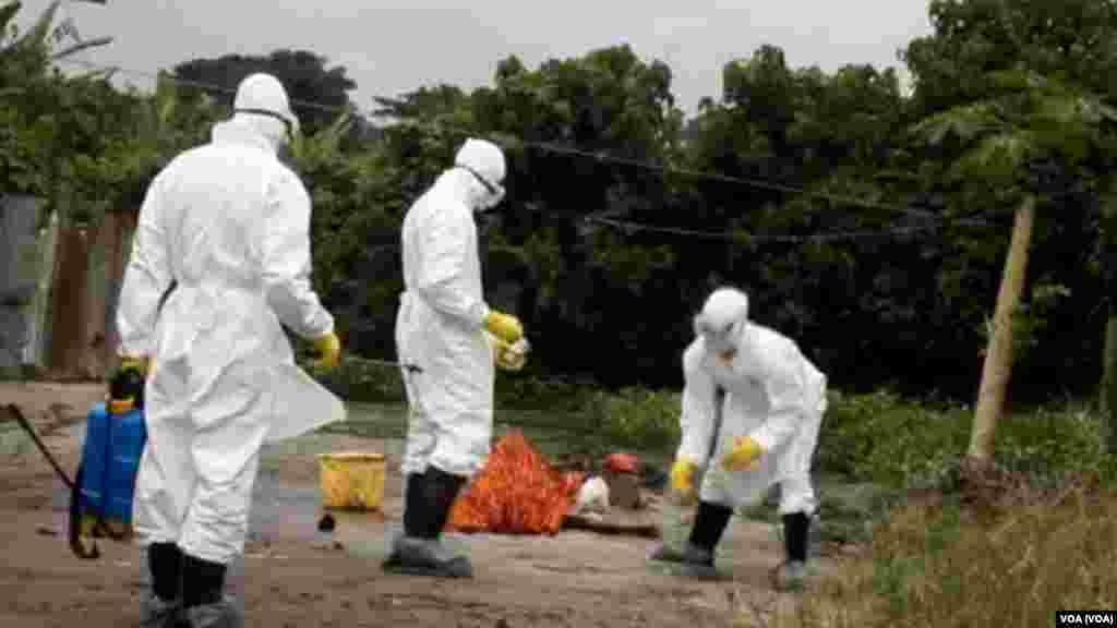 Des agents de service de santé nettoient la parcelle où un malade infecté du virus Ebola a été confirmé.
