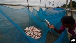 Seorang nelayan menangkap ikan dengan kelambu di Sungai Brahmaputra, Gauhati, India (foto: ilustrasi). 