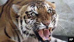 Seema ជា​សត្វ​ខ្លា​ញី​ប្រភេទ​ Royal Bengal មាន​ប្រតិកម្ម​ទៅ​នឹង​ការ​ថត​រូប​នៅ​ក្នុង​សួន​សត្វ​នៅ​ក្នុង​​អាម៉ាដាបាដ ប្រទេស​ឥណ្ឌា។ ទិន្នន័យ​ជំរឿន​ចុង​ក្រោយ​របស់​ឥណ្ឌា​បង្ហាញ​ថា ចំនួន​សត្វ​ខ្លា​​ដែល​ជិត​ផុត​ពូជ​មាន​ការ​កើន​ឡើង។