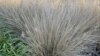 New Year’s Resolutions for Gardeners 
