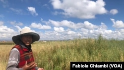 Mery Mamani con sus cultivos en su comunidad de El Alto, Bolivia. [Foto: Fabiola Chiambi, VOA]