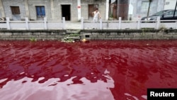 A man looks at a contaminated river in Cangnan county of Wenzhou, Zhejiang province, July 24, 2014.