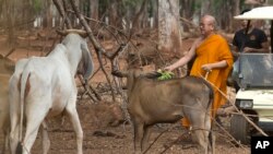 Abbot of the "Tiger Temple" Phra Wisutthi Sarathera also known as Luang Ta Chan, prepares to feed animals at their zoo in Saiyok district, Kanchanaburi province, west of Bangkok, Thailand, June 9, 2016. 