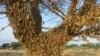 La Niña Weather Expected to Continue into 2021