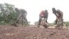 Akalla Mutane 3.6M Na Iya Fuskantar Matsalar Karancin Abinci A Ghana