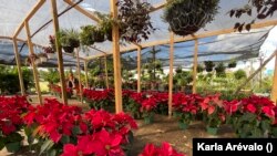 Las flores de pascua son infaltables en los mercados centroamericanos.