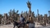 Dans le Sud du Maroc, des oasis ancestrales menacées d'extinction